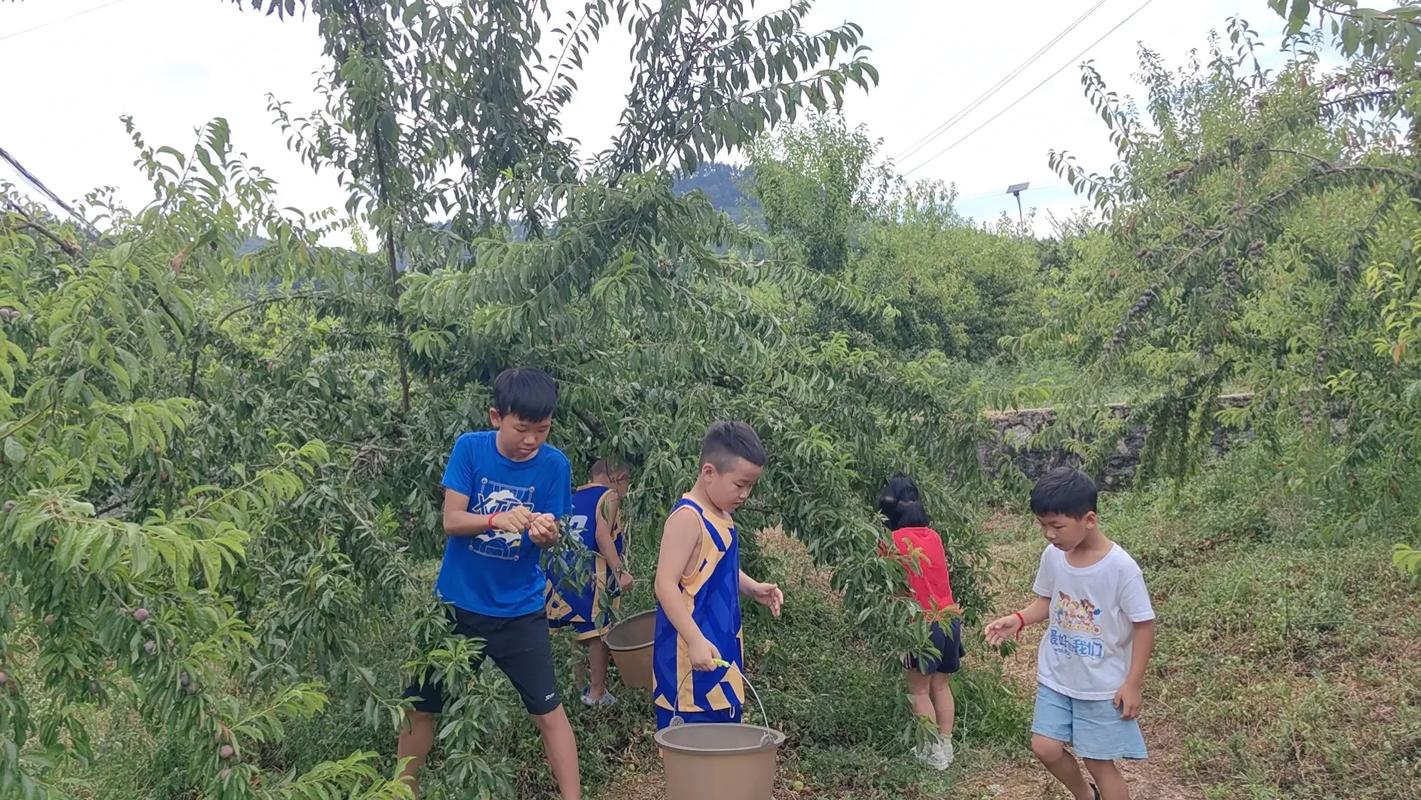 乡村生活的快乐暑假版本大全如何选好？比较这6个热门方案推荐！