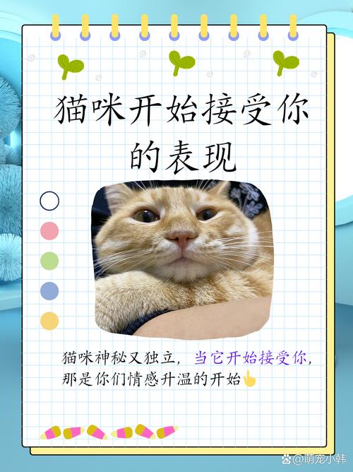 当你的猫咪官方网站效果好吗？实测分享这些技巧！