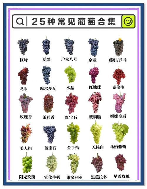 葡萄成熟时官网安全吗？老用户分享真实使用体验