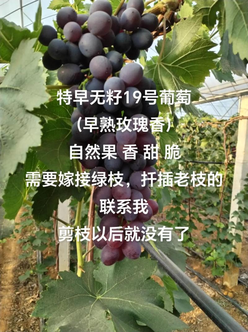 葡萄成熟时官网安全吗？老用户分享真实使用体验