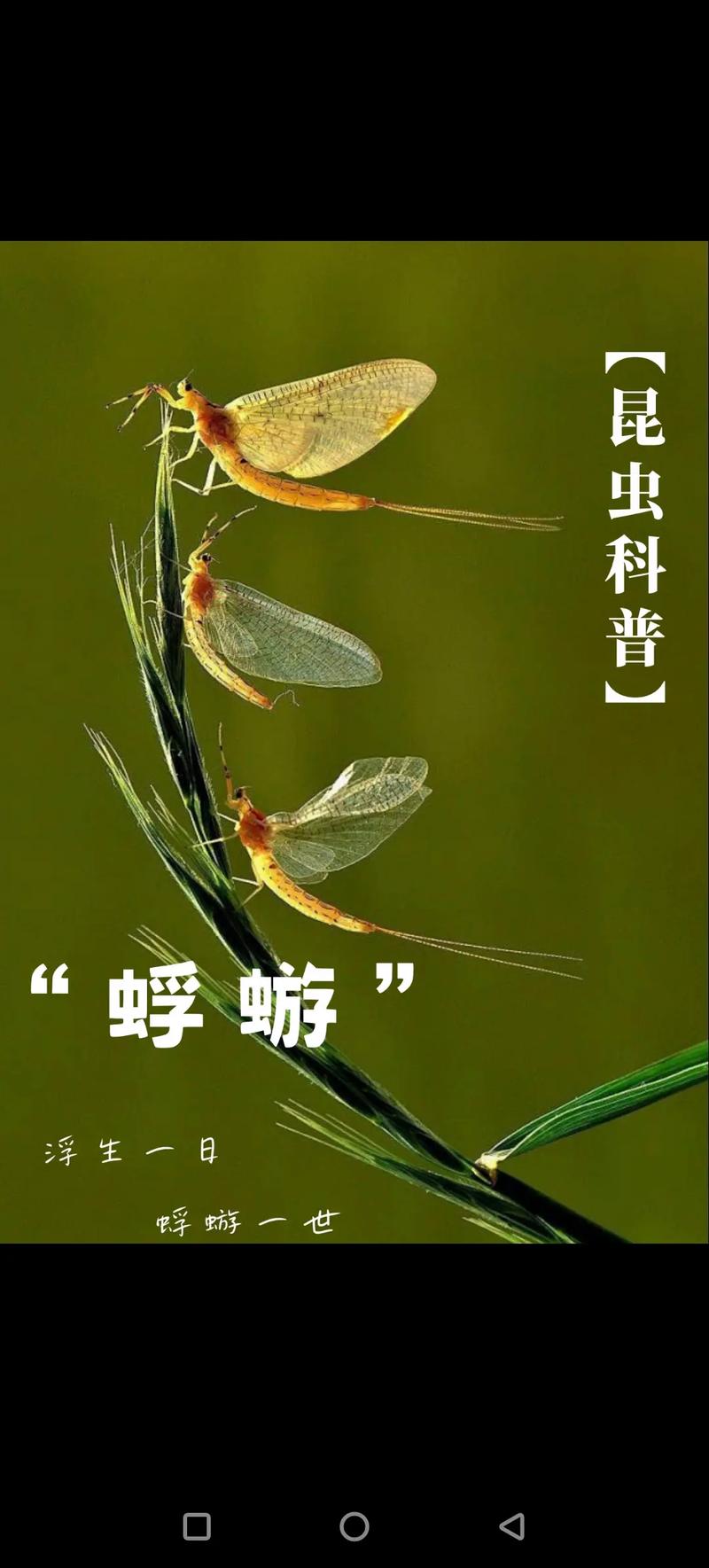 蜉蝣最新常见疑问？专家解答避免踩坑指南！