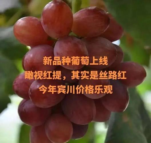 葡萄成熟时官方网站怎么下载？(简单几步安全安装指南)