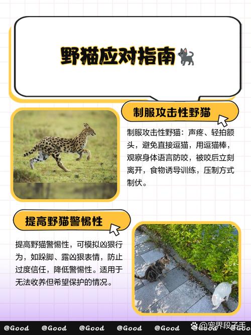 野猫如何下载安全可靠？避免病毒陷阱妙招