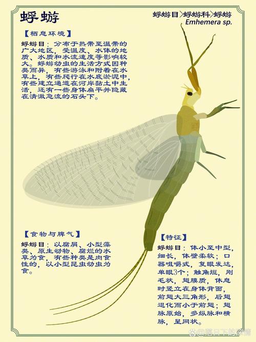 蜉蝣最新常见疑问？专家解答避免踩坑指南！