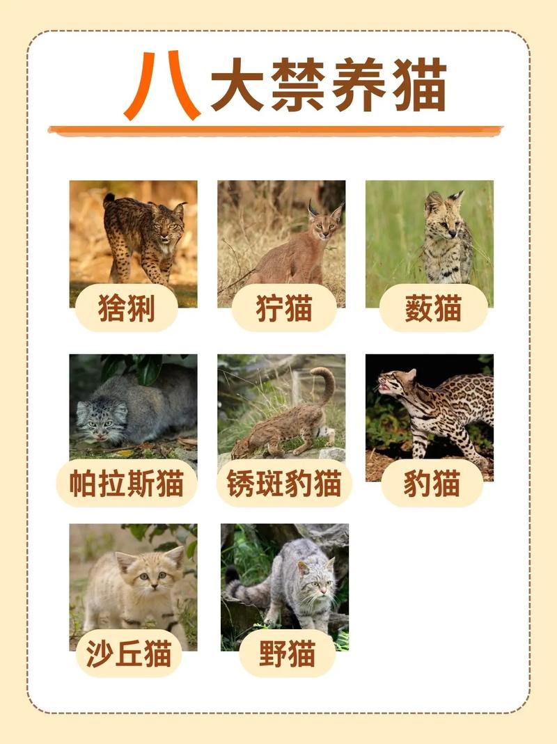 野猫下载地址常见问题解答？帮你快速解决难题
