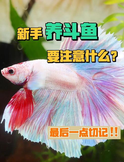 斗鱼溪子游戏攻略新手怎么玩？三分钟快速上手关键技巧！