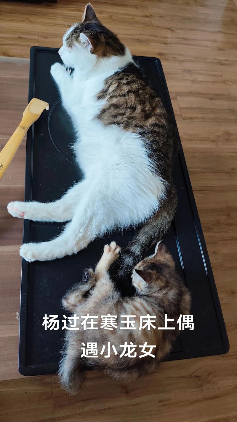 宠物捕捉大师番外杨过游戏角色选择？(杨过玩法优势分析)