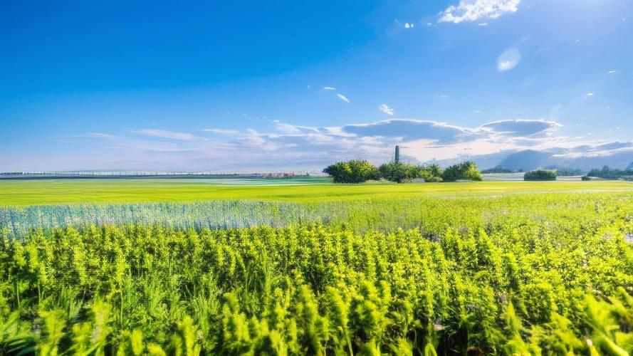宁静草地下载安卓官方链接在哪找？(安全平台下载入口)