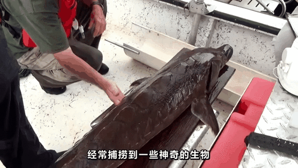 捕获未知生物官网推荐谁？适合玩家类型大调查