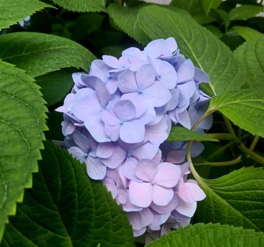 一夏之花最新版本常见问题？所有答案简单解疑释惑！