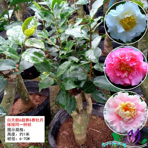优艳之花最新怎么获取正版（安全下载步骤全解析）