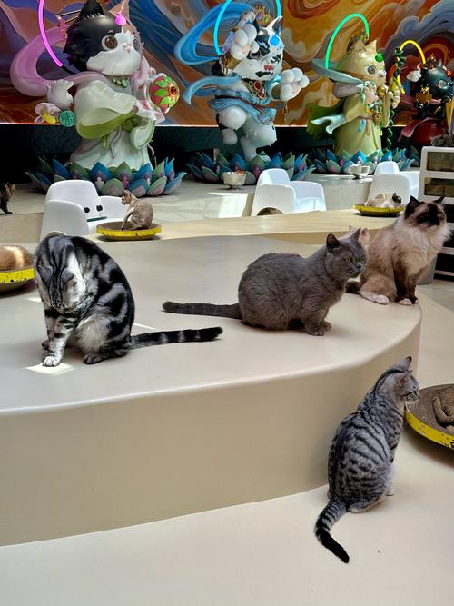 猫研社下载地址怎么选？这三个平台又快又靠谱！