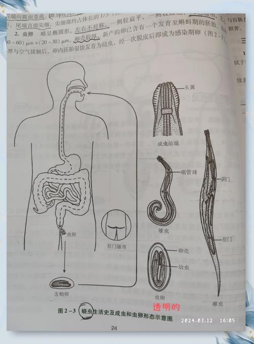 对付内部寄生虫版本大全？驱虫药安全使用指南来了！