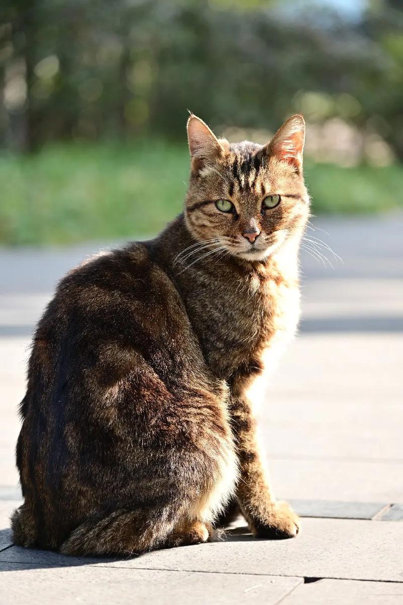 小野猫N上官方正式版下载最新版哪里下载？官方渠道推荐！