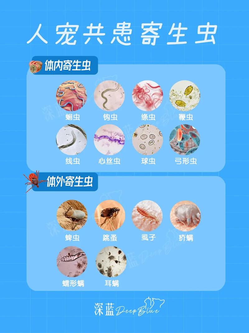 内部寄生虫官网哪个最好？对比这些官方资源！