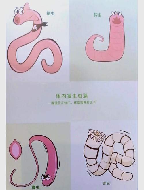 内部寄生虫更新地址如何更新？(新手学会这5步轻松搞定！)
