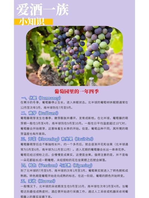 如何下载葡萄成熟时汉化版新内容？安装教程一网打尽！