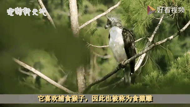 大雕征服世界新版怎么玩？这些技巧快速通关