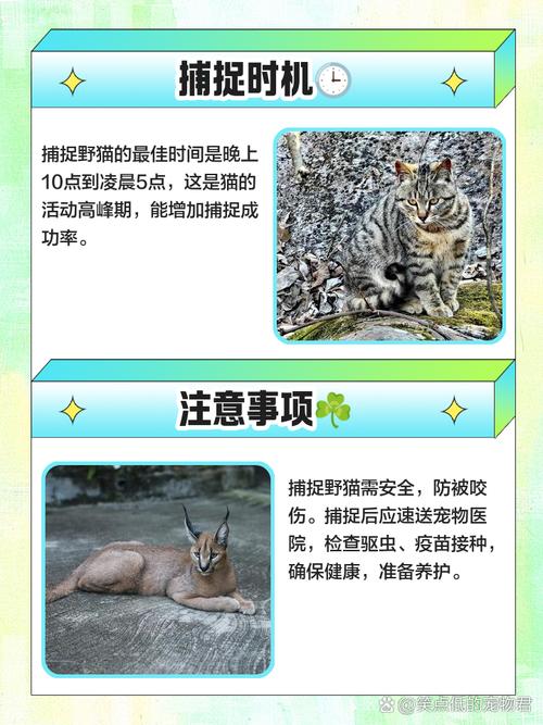 小野猫N上游戏攻略全套教程(一站式掌握核心要点速成)