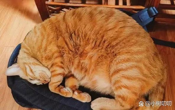 当你的猫咪下载安卓常见问题？3个方法快速解决