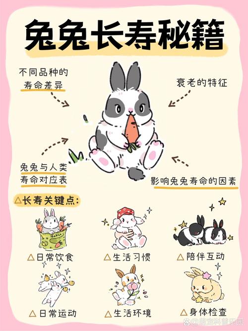 兔兔秘密花园最新攻略秘诀？高手分享快速通关攻略！
