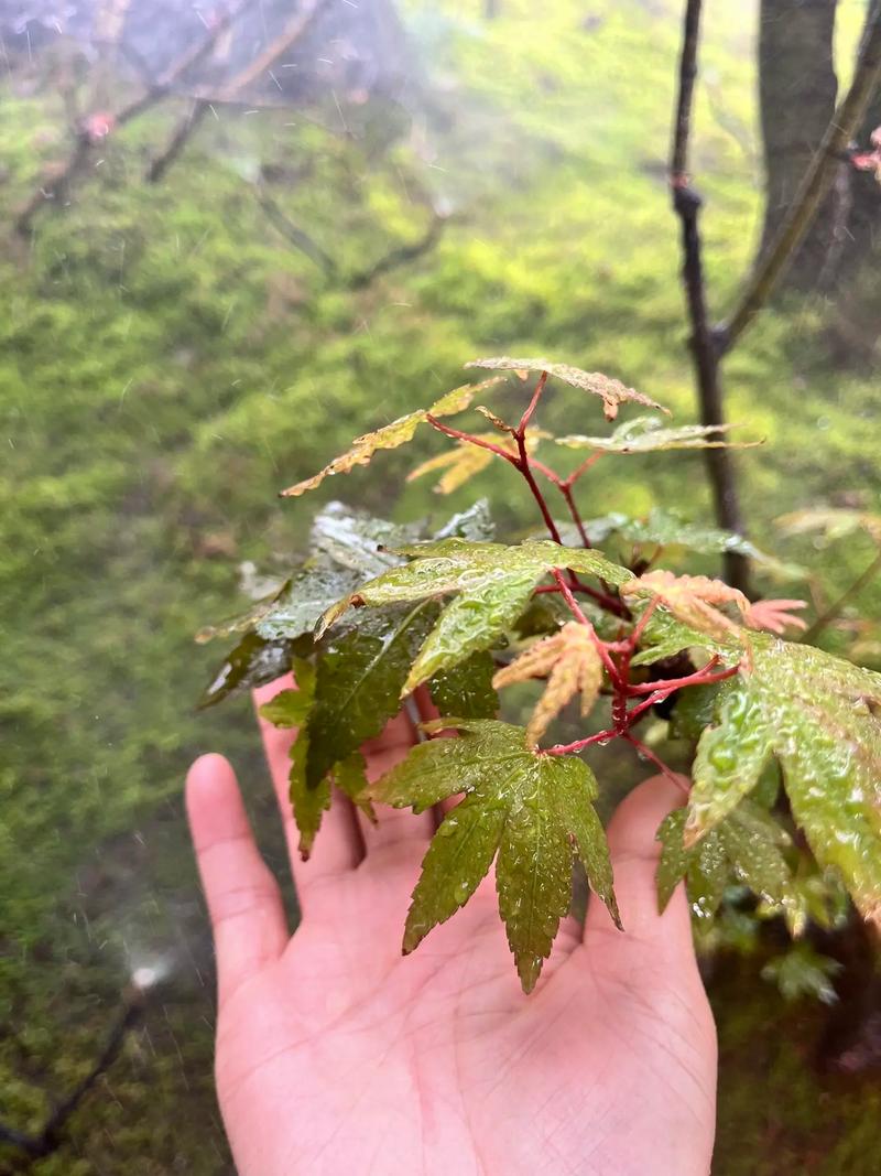 枫之恋最新评价如何(观众真实反馈大揭晓)