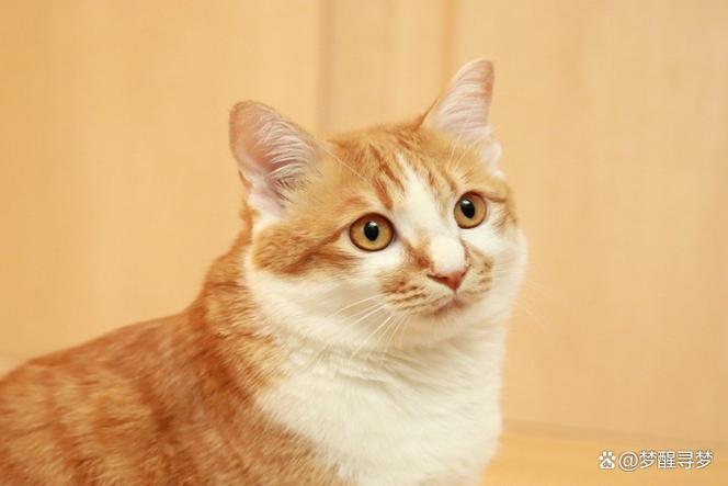 当你的猫咪下载安卓常见问题？3个方法快速解决