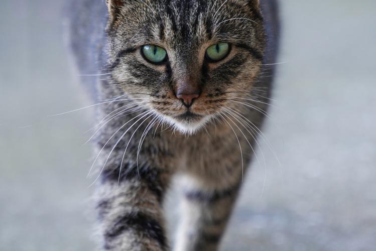 当你的猫咪下载安卓常见问题？3个方法快速解决